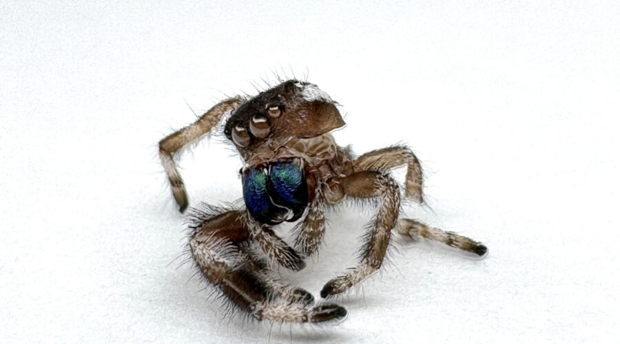 molt