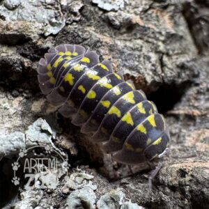 Armadillidium_Gestroi Armadillidium_Gestroi