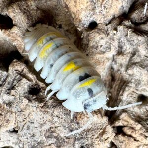 Armadillidium_Granulatum_MagicPotion_01 Armadillidium_Granulatum_MagicPotion_01