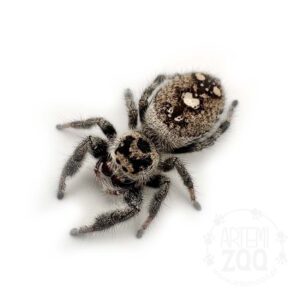 Phidippus_regius_everglades_adultfemale_01 Phidippus_regius_everglades_adultfemale_01