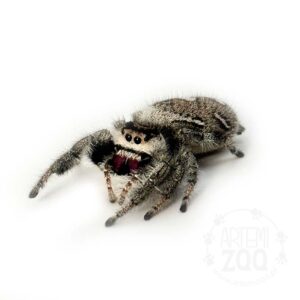 Phidippus_regius_everglades_adultfemale_03 Phidippus_regius_everglades_adultfemale_03