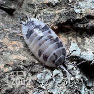 Porcellio_DairyCow Porcellio_DairyCow