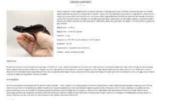 gekon_lamparci_artykul