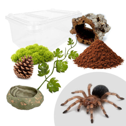 ZESTAW STARTOWY DO HODOWLI MAŁYCH PAJĄKÓW NAZIEMNYCH